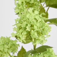 Snowball Spray Green