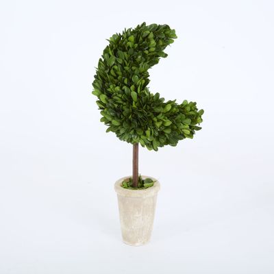Preserved Boxwood Moon Topiary in Terracotta Pot