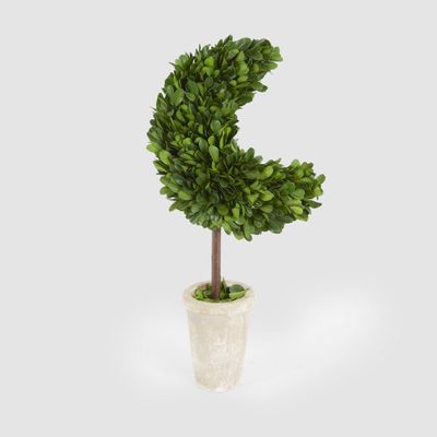 Preserved Boxwood Moon Topiary in Terracotta Pot
