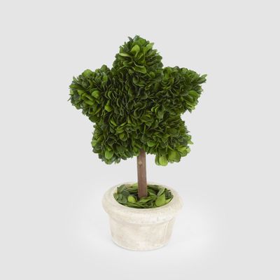 Preserved Boxwood Star Topiary in Terracotta Pot