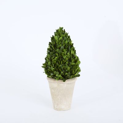 Preserved Boxwood Cone Tree Topiary in Terracotta Pot 38cm