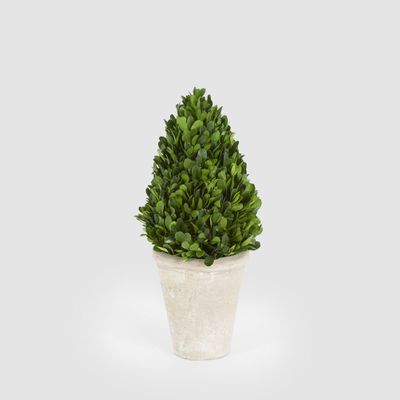 Preserved Boxwood Cone Tree Topiary in Terracotta Pot 38cm