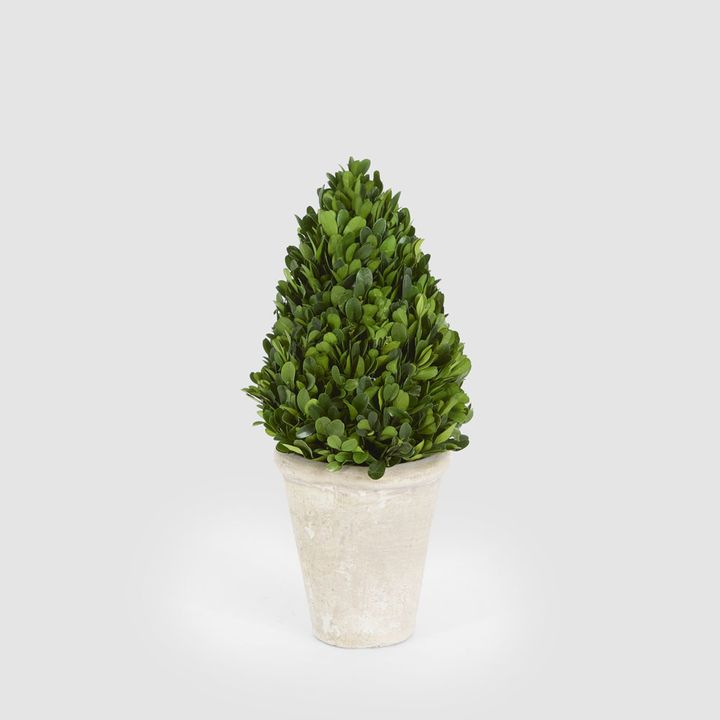 Preserved Boxwood Cone Tree Topiary in Terracotta Pot 38cm