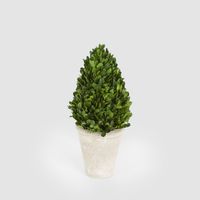 Preserved Boxwood Cone Tree Topiary in Terracotta Pot 38cm