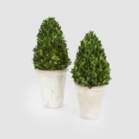 Preserved Boxwood Cone Tree Topiary in Terracotta Pot 38cm