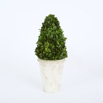 Preserved Boxwood Cone Tree Topiary in Terracotta Pot 33cm