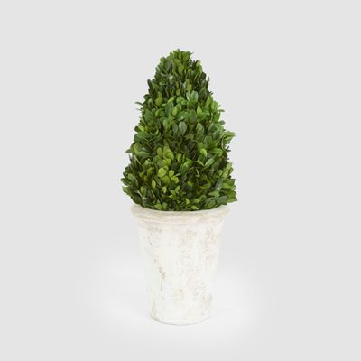 Preserved Boxwood Cone Tree Topiary in Terracotta Pot 33cm