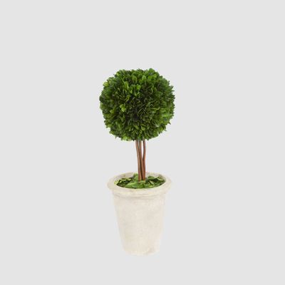 Preserved Boxwood Ball Topiary in Terracotta Pot