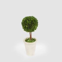 Preserved Boxwood Ball Topiary in Terracotta Pot