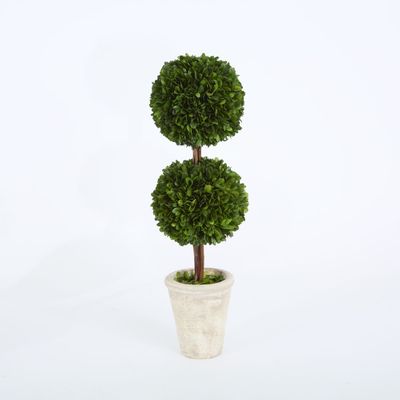 Preserved Boxwood Double Ball Topiary