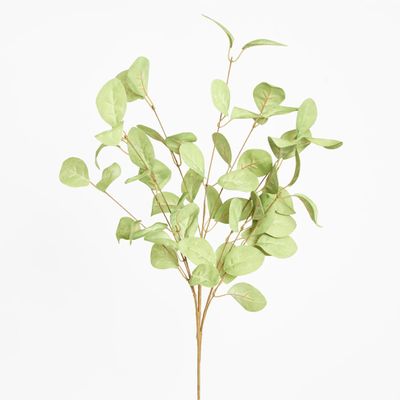 Eucalyptus Stem Green