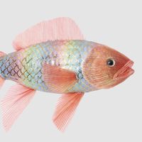 Rainbow Fish Decoration