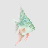 Angel Fish Decoration