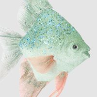 Angel Fish Decoration