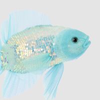 Blue Marine Fish Decoration