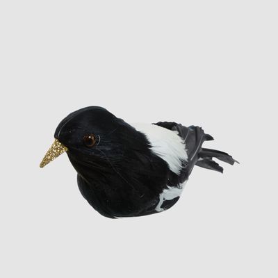 Chatterer Little Magpie