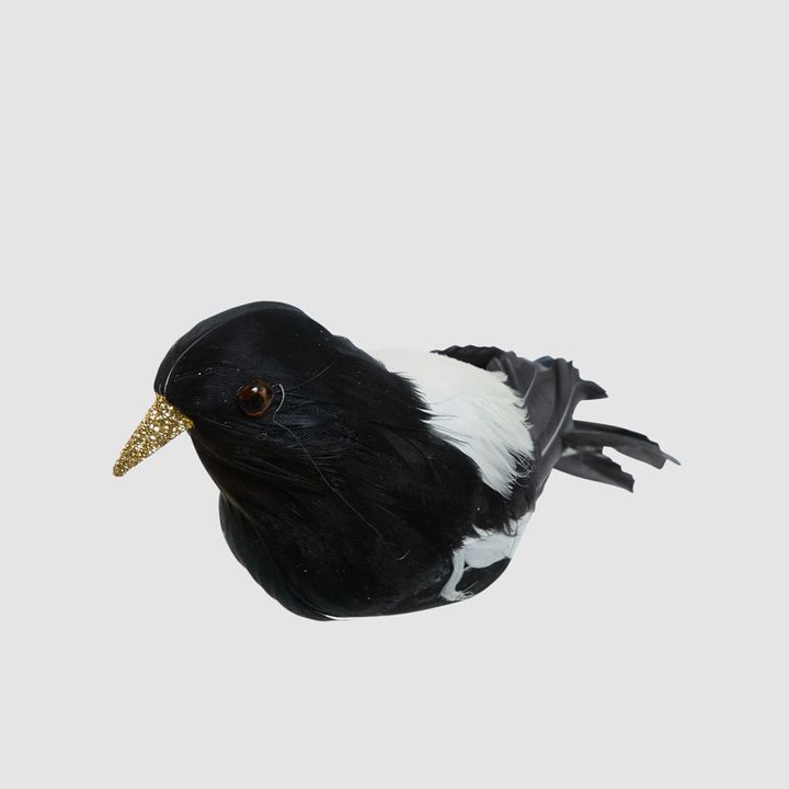 Chatterer Little Magpie