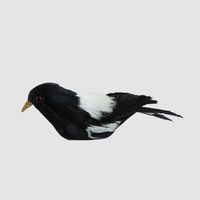 Chatterer Little Magpie