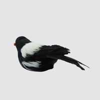 Chatterer Little Magpie