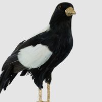 Chatterer Large Magpie