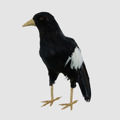 Chatterer Large Magpie