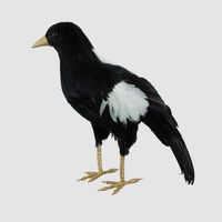 Chatterer Large Magpie