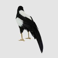 Chatterer Large Magpie