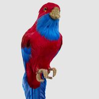 Crimson Rosella Bird