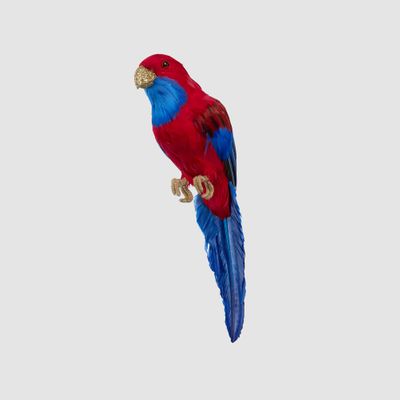 Crimson Rosella Bird