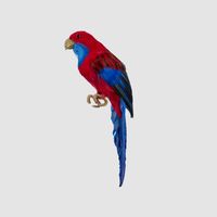 Crimson Rosella Bird