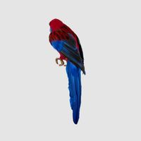 Crimson Rosella Bird