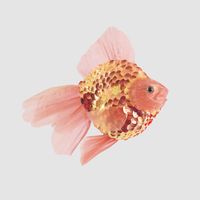 Flame Goldfish Decoration
