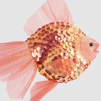 Flame Goldfish Decoration