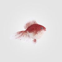 Little Red Goldfish Decoration