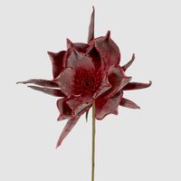 Spike Petal Flower Stem Red
