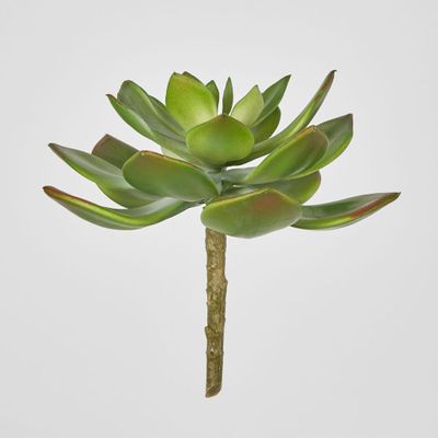 Aeonium succulent Stem SML