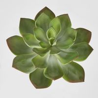 Aeonium succulent Stem SML