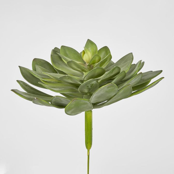 Aeonium succulent Stem LGE