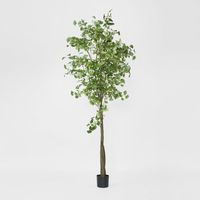 Ginko Tree Potted 2.4m