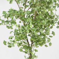 Ginko Tree Potted 2.4m