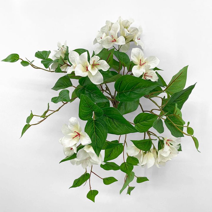 UV Trailing Bougainvillea Bush White