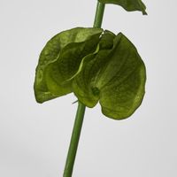 Bells-of-Ireland Stem