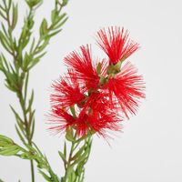 Bottle Brush Spray 84cm Red