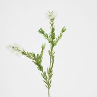 Bottle Brush Spray 84cm White