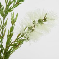 Bottle Brush Spray 84cm White