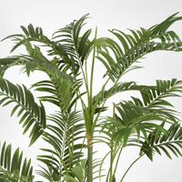 Areca Palm Multi Trunk 1.5m