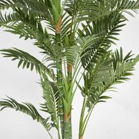 Parlour Palm Twisted Trunk 1.8m