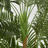 Parlour Palm Twisted Trunk 1.8m