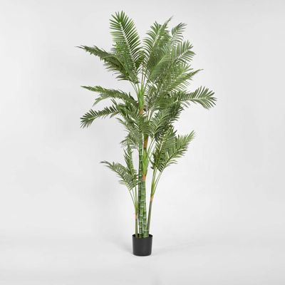 Parlour Palm Twisted Trunk 1.8m