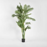 Parlour Palm Twisted Trunk 1.8m